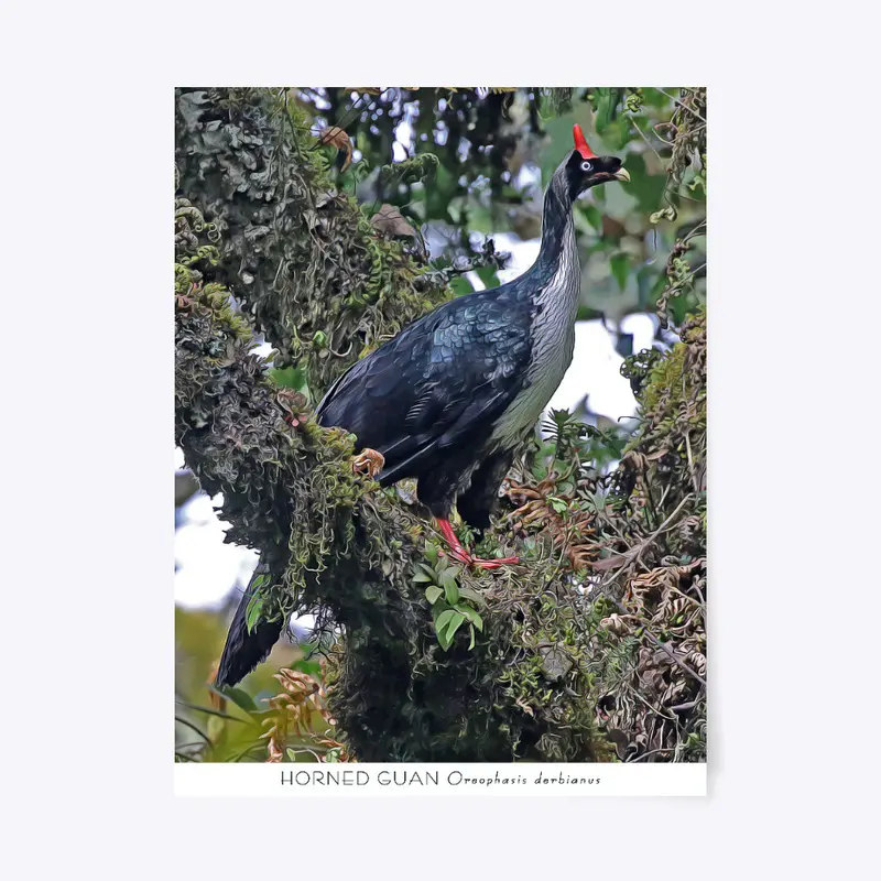 Horned Guan Poster