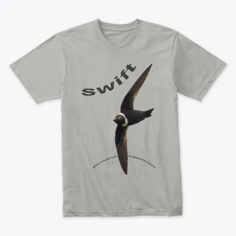 White-collared Swift