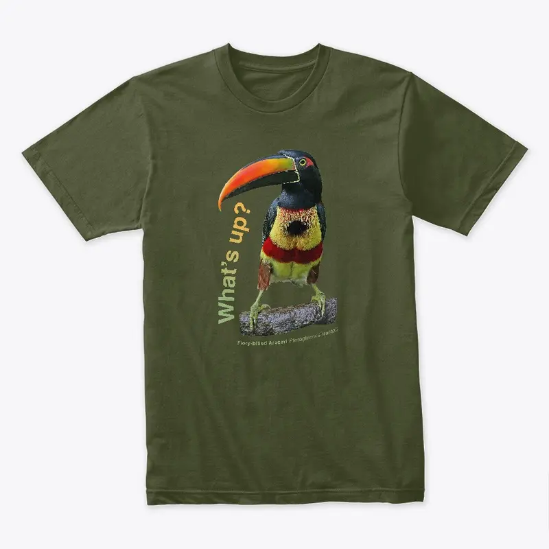 What's up?: Fiery-billed Aracari